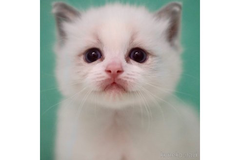 成約済の東京都のラグドール-91209の4枚目
